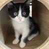猫は好きだけど人間は微妙です サムネイル7