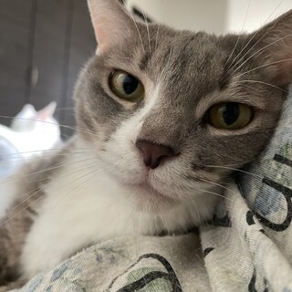 誰にでも甘えすぐ膝に乗りたがります。