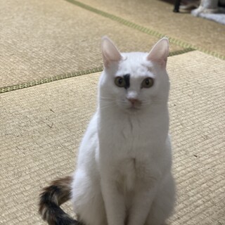 ミケ猫？柄の女の子 