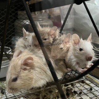 デグー　5月末生まれ