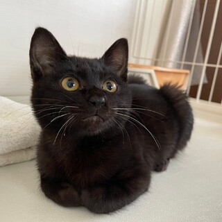 甘えん坊のノナ君男の子☆5か月くらい