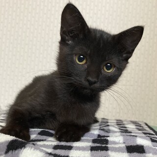 甘えん坊の女の子☆ショコラちゃん