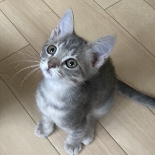 とっても美形な男の子☆ミント君