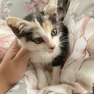 三毛猫２ヶ月の女の子里親決定しました