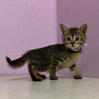 甘えん坊で愛くるしさが一杯　沖田くん