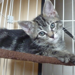 アメリカンショートヘア柄のキジトラ