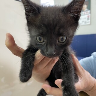 保護猫　男の子　2ヶ月　黒豆くん
