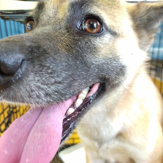 ちょっと怖がりな1歳半の女の子『おちゃ』ちゃん♪