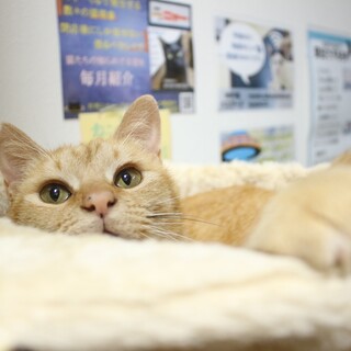 人懐こいお喋り茶トラボーイ！