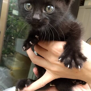 保護猫　2ヶ月の女の子　くま美ちゃん