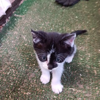 里親さんになって下さい。