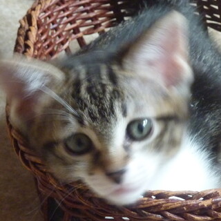 アメリカンショートヘア柄のキジ白の女の子