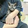 本当、キレイな猫ちゃんです。生後一ヵ月 サムネイル2