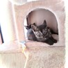 本当、キレイな猫ちゃんです。生後一ヵ月 サムネイル3