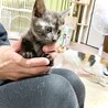 本当、キレイな猫ちゃんです。生後一ヵ月 サムネイル5