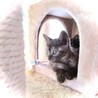 本当、キレイな猫ちゃんです。生後一ヵ月 サムネイル6