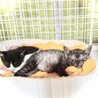 本当、キレイな猫ちゃんです。生後一ヵ月 サムネイル7
