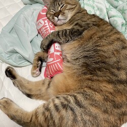 「ブログ久々更新。保護猫大っきくなりました！」サムネイル2