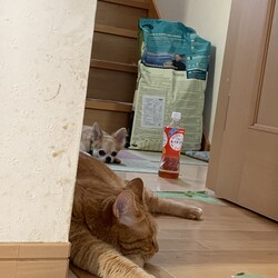 「ブログ久々更新。保護猫大っきくなりました！」サムネイル3