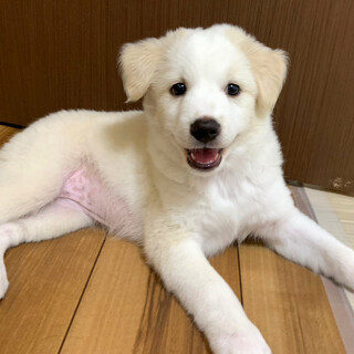 mix♀ 子犬「よもぎちゃん」