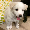 mix♀ 子犬「よもぎちゃん」 サムネイル3