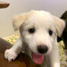 mix♀ 子犬「よもぎちゃん」 サムネイル5
