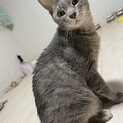 ビビりだけどゴロスリの甘えたです