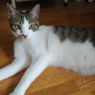 可愛いお顔のキジシロのビーノ