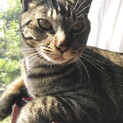 甘えん坊なキジトラのボン