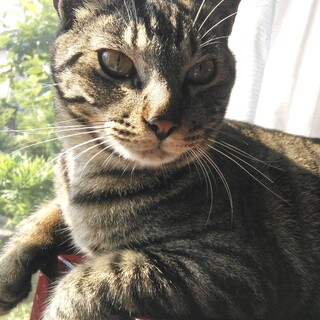 甘えん坊なキジトラのボン