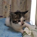 子猫です