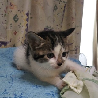子猫です