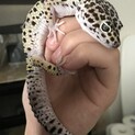 レオパ　4匹