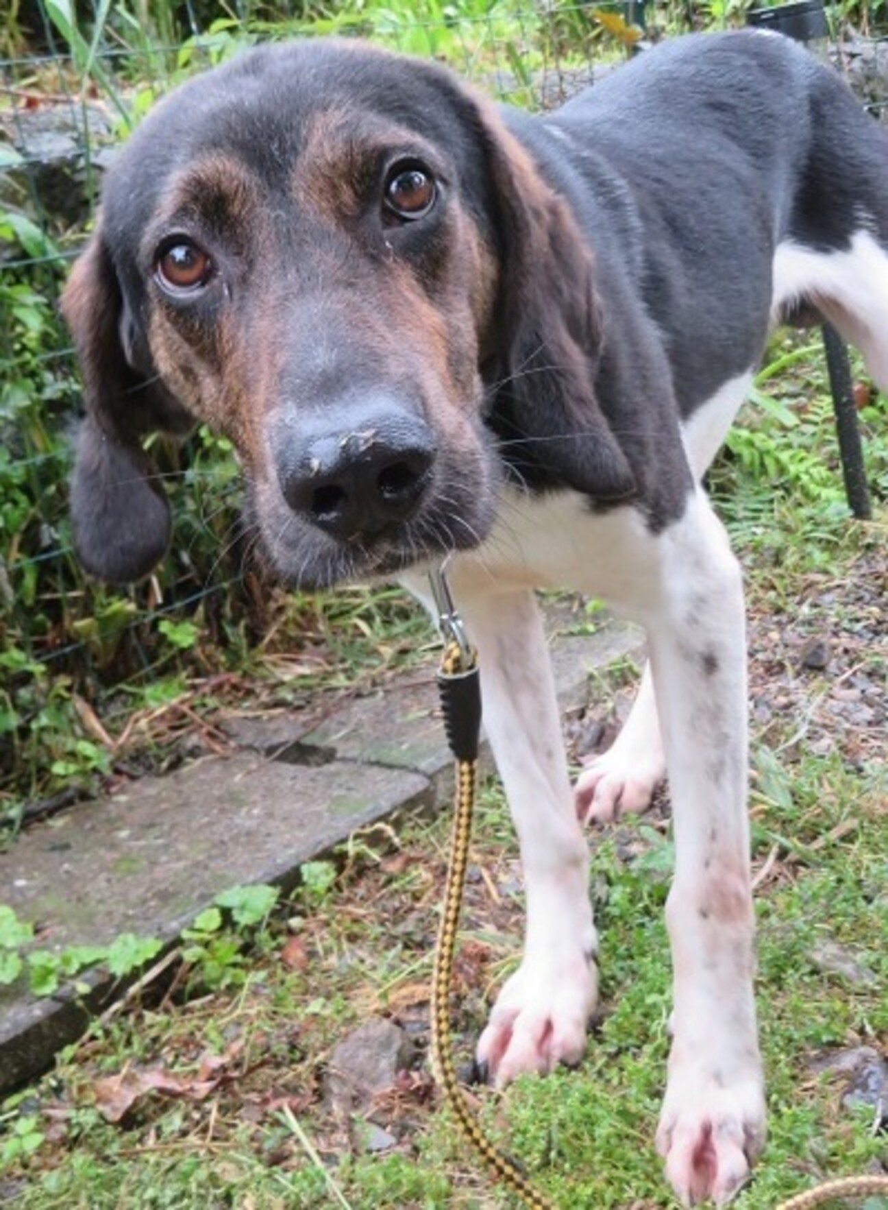 細マッチョでヘタレ心優し...」和歌山県 - 犬の里親募集(459756  