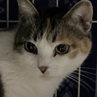 慣れにゃんこ♪しずくちゃん