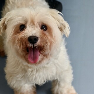 マルチーズのマル！