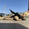 動物一家919