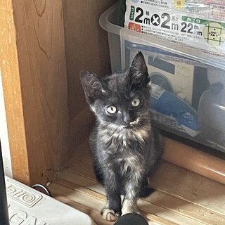 ショコラチ♀小さな探検家 4兄妹