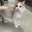 人懐っこくて愛嬌たっぷりステラちゃん