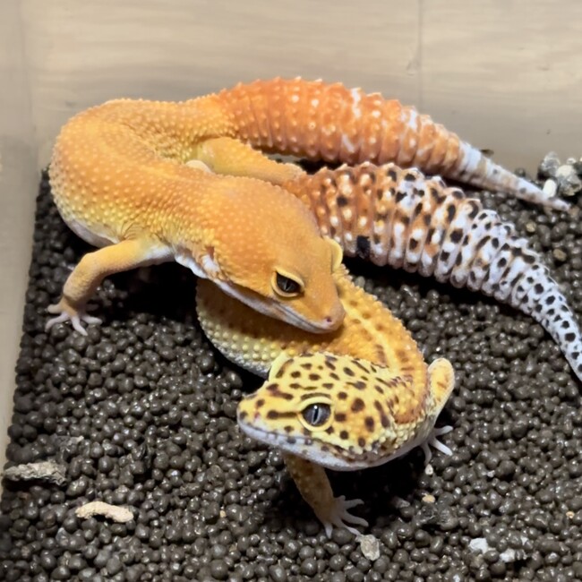 やまそーのカバー写真