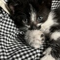 生後1ヶ月以内の子猫です