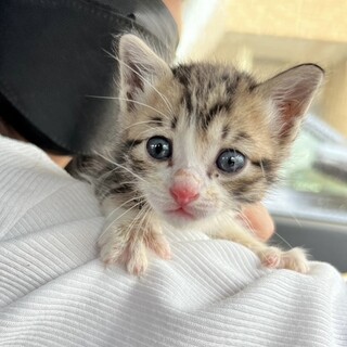 やまとのずっとのお家を探しています