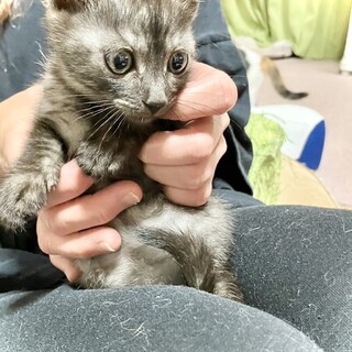 本当、キレイな猫ちゃんです。生後一ヵ月