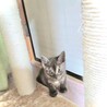 本当、キレイな猫ちゃんです。生後一ヵ月 サムネイル4