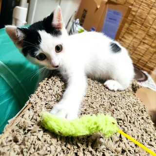 メス　生後２ヶ月位　ウィルス検査陰性