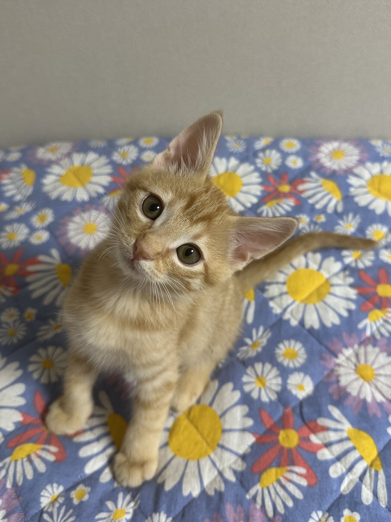 ふんばり親子猫 茶トラ ふんばり親子猫 茶トラ