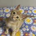 僕が1番！茶トラのれんくん