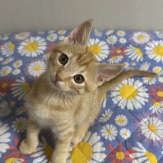 僕が1番！茶トラのれんくん