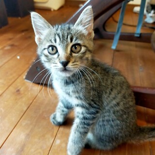 おひざ大好き甘えんぼのパセリくん