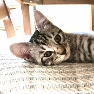 鼻の頭は茶色いけどサバトラ？ひでよしｸﾝ